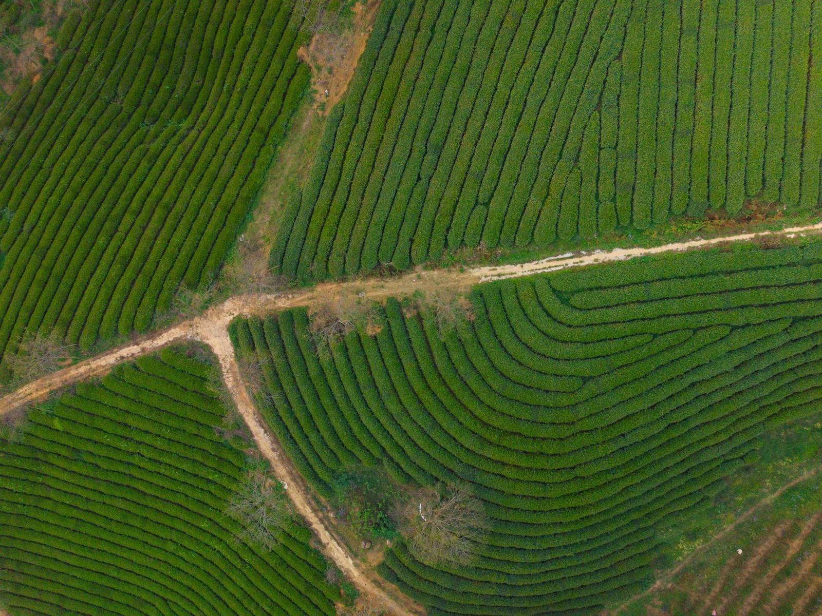 Aerial view of a tea estate with a farm track winding through the rows