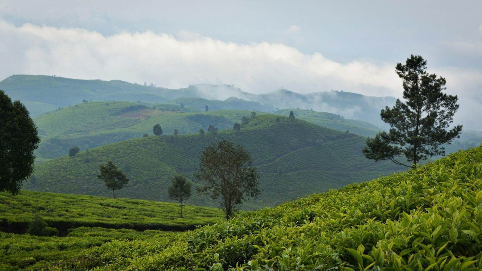 Tea estate on misty highland hills