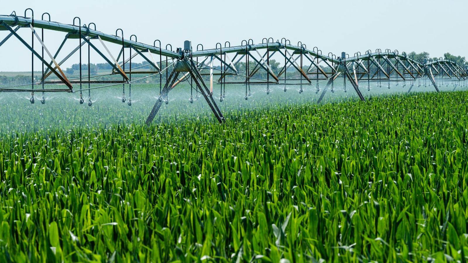 Irrigation rig watering a green crop
