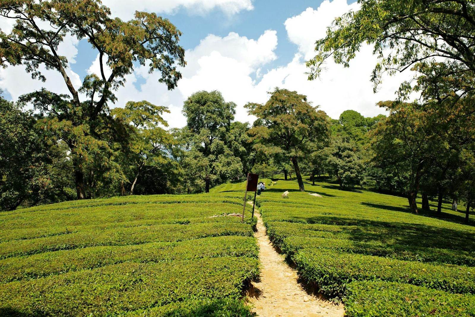 Farm track through a tea estate under tall trees